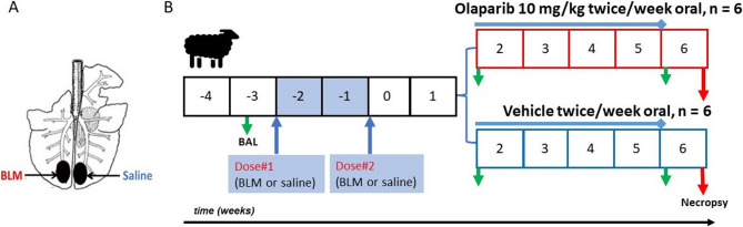 The poly (ADP-ribose) polymerase inhibitor olaparib attenuates established pulmonary fibrosis in a large animal model.