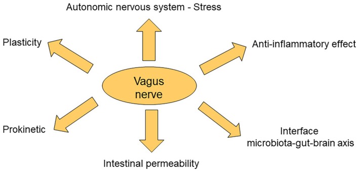 Enteric neuropathy and the vagus nerve: Therapeutic implications.