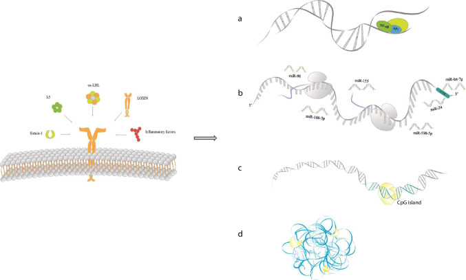 Lectin-Like Oxidized Low-Density Lipoprotein Receptor-1 (LOX-1): A Potential Therapeutic Target in Ischemic Stroke.