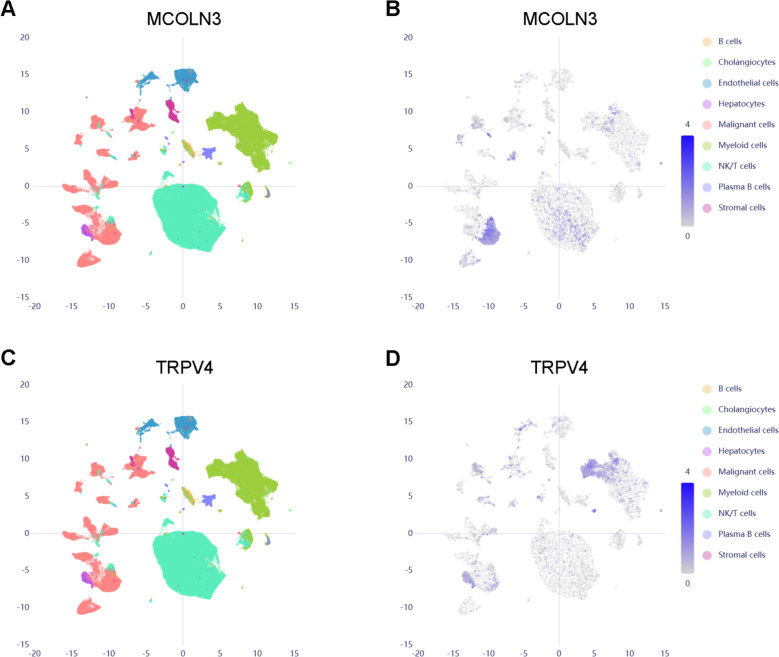 TRP channels in hepatocellular carcinoma: integrative Mendelian randomization and multi-omics analyses highlight MCOLN3/TRPV4 as candidate dual-effect biomarkers.