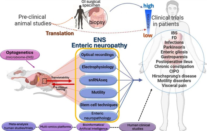 Use of Human In Vitro Gut Specimens for Translational Neurogastroenterology and Motility in the 21st Century.