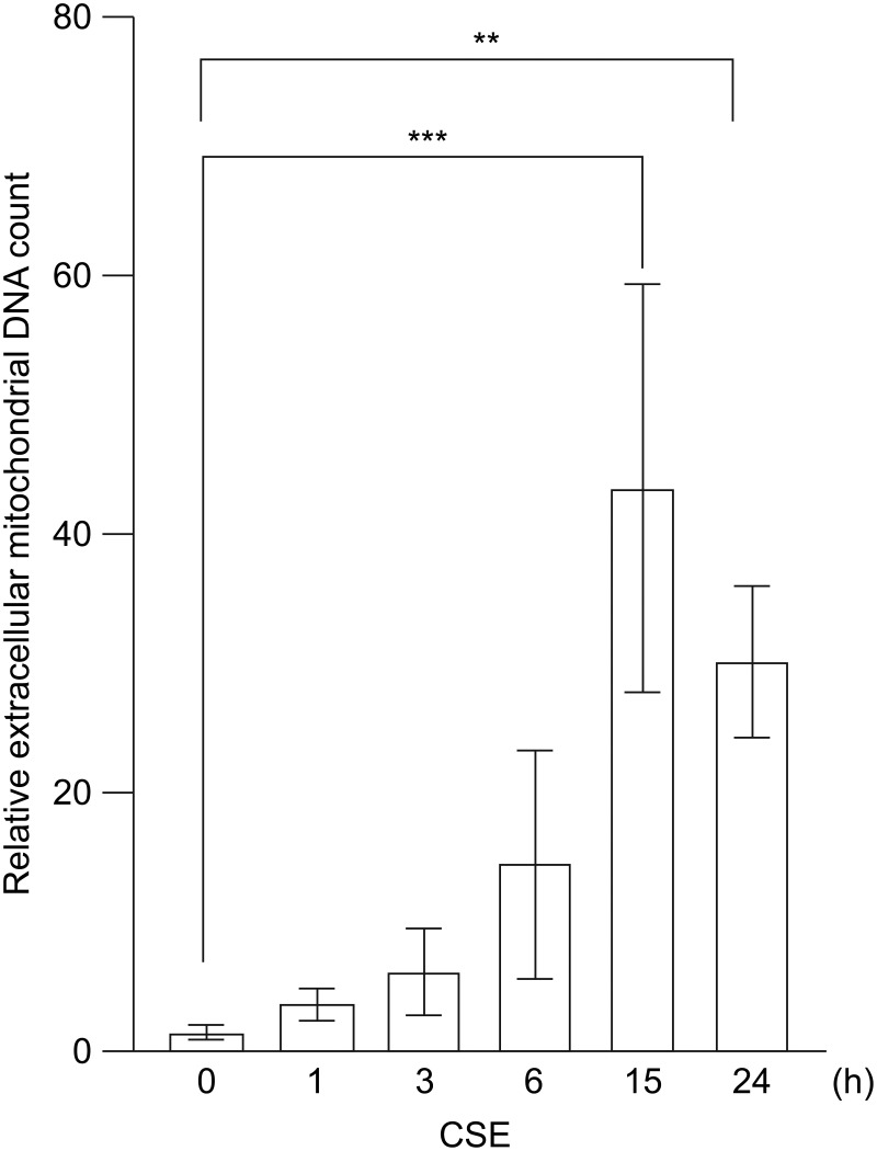 Cigarette Smoke Extract-Induced Necroptosis Causes Mitochondrial DNA Release and Inflammation of Bronchial Epithelial Cells.