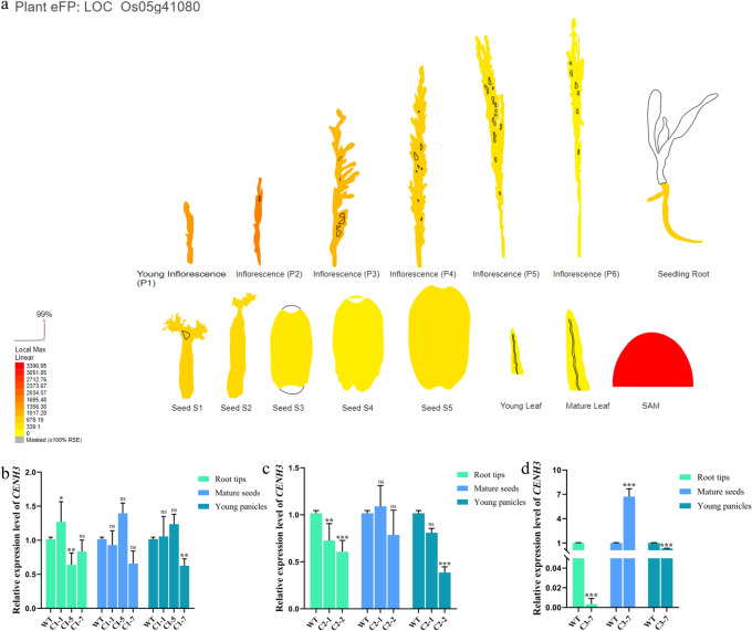 Generation and characterization of rice OsCENH3 mutants for haploid induction.