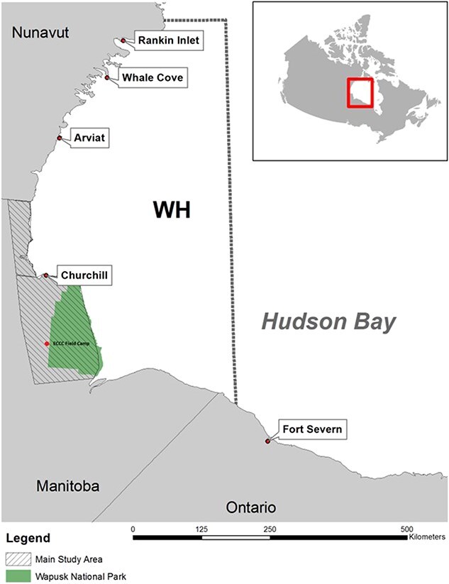 Temporal dynamics of polar bear (<i>Ursus maritimus</i>) pregnancy rates in western Hudson Bay: influence of mass, age and timing of first breeding.