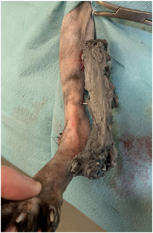 Use of a single pedicle advancement flap with a transarticular external skeletal fixation for chronic calcaneal wound management in two cats.