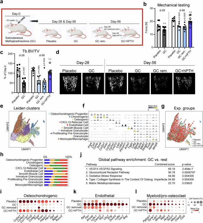 Basigin links altered skeletal stem cell lineage dynamics with glucocorticoid-induced bone loss and impaired angiogenesis