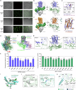 Constitutive arrestin recruitment by orphan GPR52 via an atypical binding mode