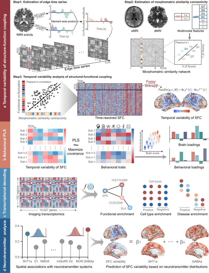 Gene transcription, neurotransmitter, and neurocognition signatures of brain structural-functional coupling variability