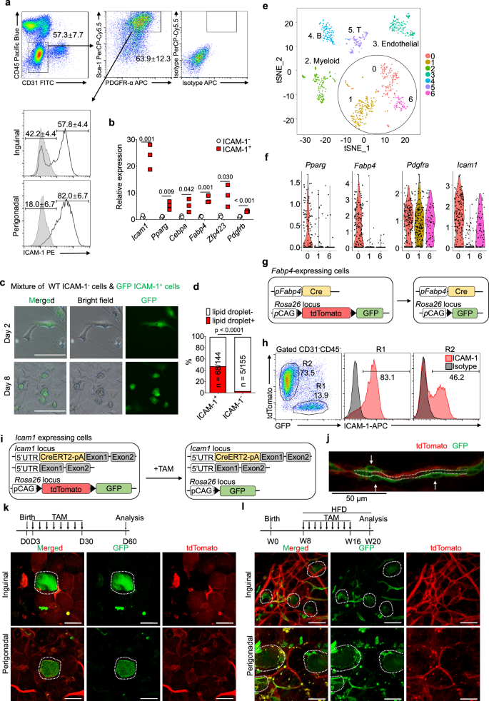 ICAM-1 identifies preadipocytes and restricts white adipogenesis by adhering immune cells