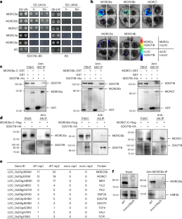 Microrchidia ATPases and DNA 6mA demethylase ALKBH1 act antagonistically on PRC2 to control chromatin structure and stress tolerance