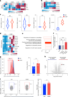CGRP-related neuropeptide adrenomedullin 2 promotes tissue-protective ILC2 responses and limits intestinal inflammation