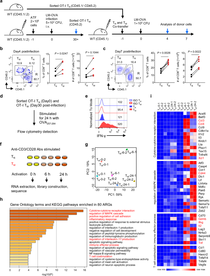 H2A.Z primes an epigenetic landscape for memory CD8+ T cell recall response