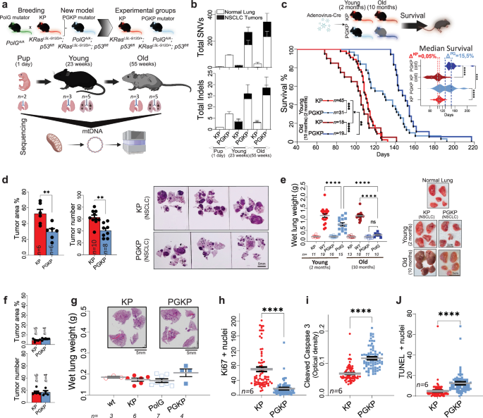 Respiration defects limit serine synthesis required for lung cancer growth and survival