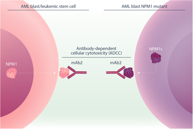 Cell surface surprise: NPM1 is an immune therapy target for acute myeloid leukemia.