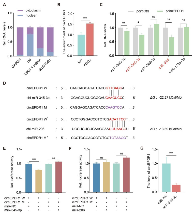CircEPDR1 regulates proliferation and differentiation of goat skeletal muscle satellite cells through miR-345-3p/Akirin1 axis.