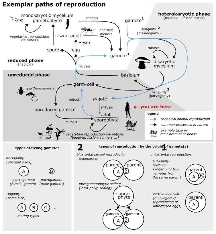 The Tree of Sex consortium: a global initiative for studying the evolution of reproduction in eukaryotes.