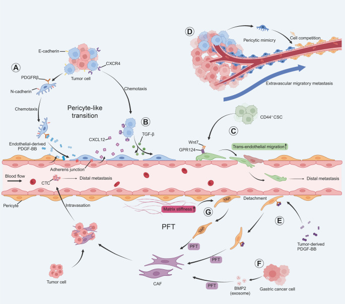 Pericytes in hematogenous metastasis: mechanistic insights and therapeutic approaches.