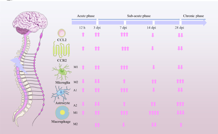 C-C motif chemokine ligand 2/C-C motif chemokine receptor 2 pathway as a therapeutic target and regulatory mechanism for spinal cord injury.