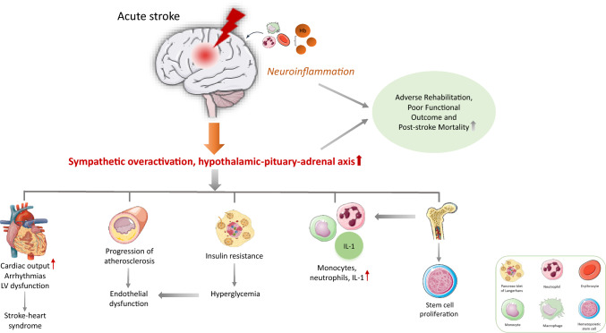 Autonomic dysfunction after stroke: an overview of recent clinical evidence and perspectives on therapeutic management.