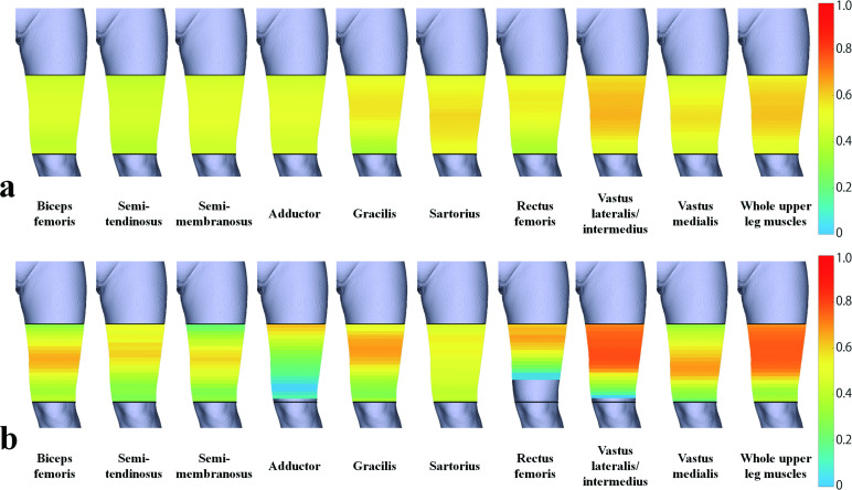 Evaluating upper leg muscle volume : the reliability of thigh circumference measurement 10 cm above the patella.