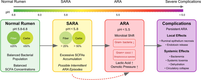 Subacute ruminal acidosis in cattle: A critical review of clinical management.