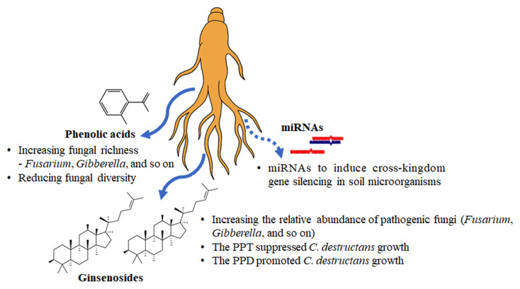 Composition, Diversity, and Functional Roles of the Rhizosphere Microbiome in Panax ginseng.