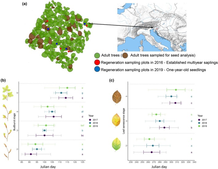 Low but significant evolutionary potential for growth, phenology and reproduction traits in European beech.