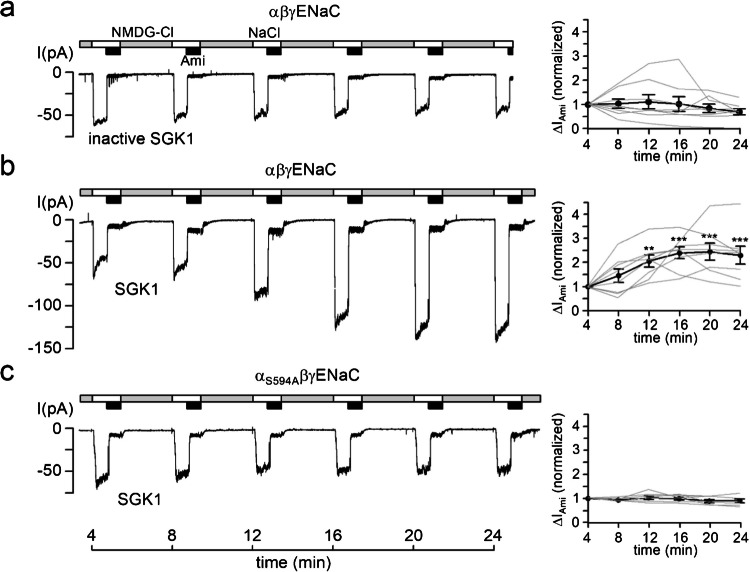 Acute activation of human epithelial sodium channel (ENaC) by serum and glucocorticoid inducible kinase 1 (SGK1) requires prior cleavage of the channel's γ-subunit at its proximal cleavage site.