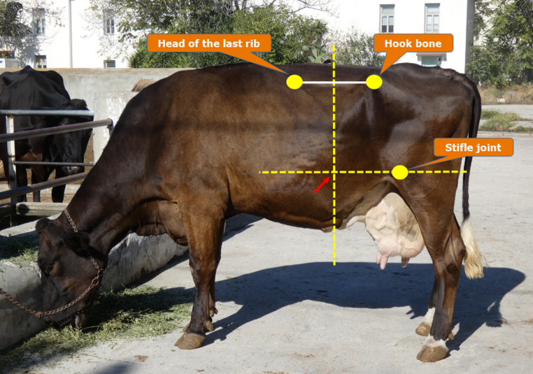 Subacute ruminal acidosis in cattle: A critical review of clinical management.