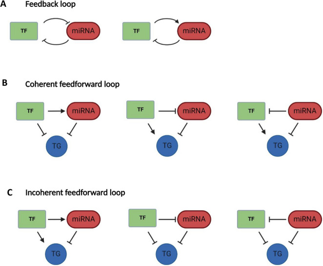 Regulation and dysregulation of microRNA - transcription factor axes in differentiation and neuroblastoma.