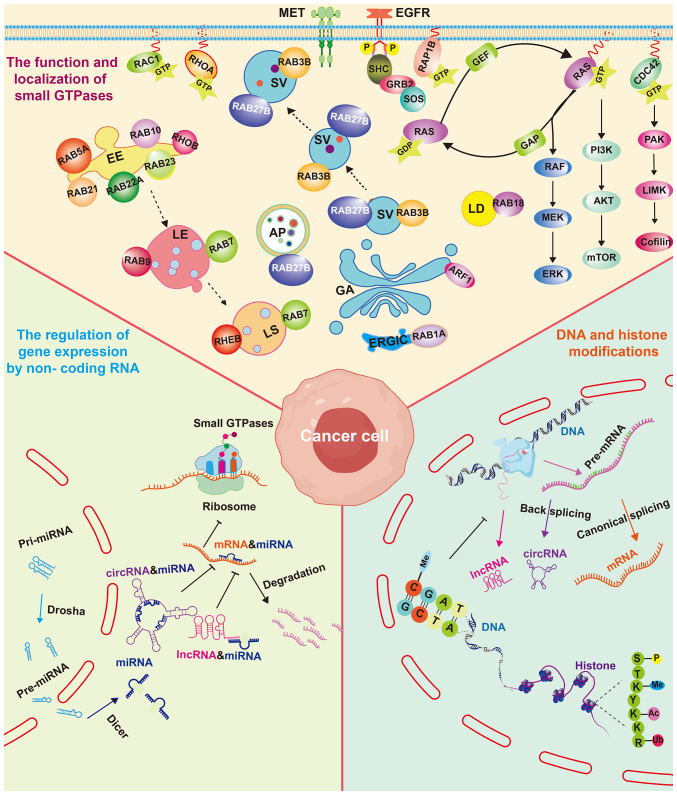 The role of abnormal epigenetic regulation of small GTPases in glioma (Review).