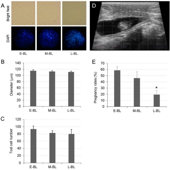 Enhancing gene expression studies in bovine embryos fertilized in vitro: Identifying stable reference genes across blastocysts with different developmental speeds.