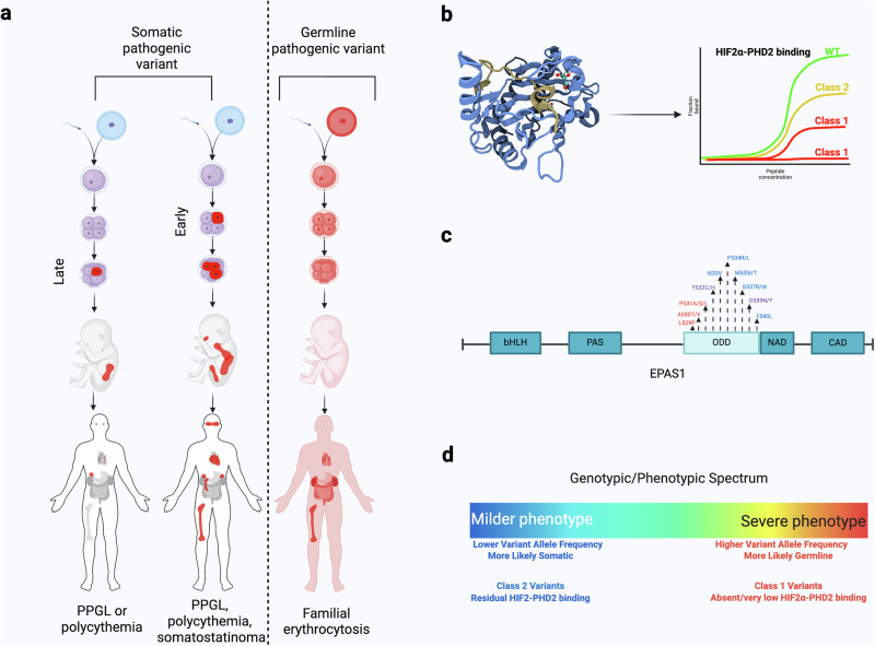 A schema for sporadic and heritable disease pathogenesis integrating spatiotemporal distribution with the character of genetic variants.