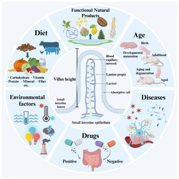 Common factors and nutrients affecting intestinal villus height-A review.