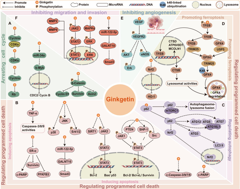 Ginkgetin from Ginkgo biloba: mechanistic insights into anticancer efficacy