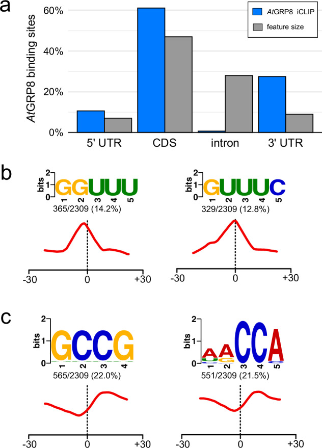 The compendium of Arabidopsis thaliana GLYCINE-RICH RNA-BINDING PROTEIN 8 in vivo targets determined by iCLIP.
