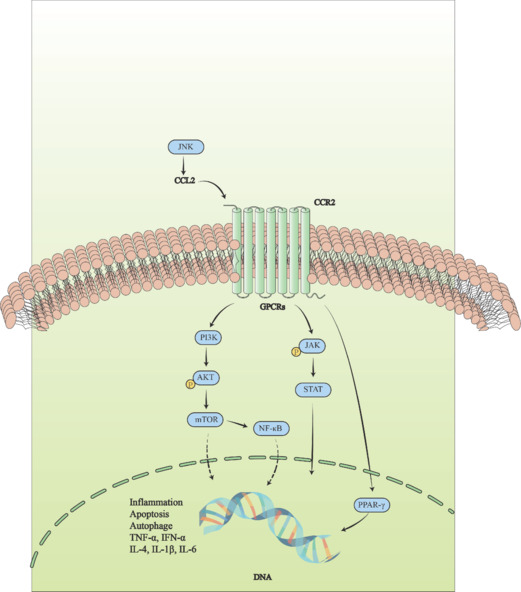 C-C motif chemokine ligand 2/C-C motif chemokine receptor 2 pathway as a therapeutic target and regulatory mechanism for spinal cord injury.