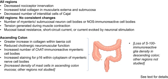 The human colon: Evidence for degenerative changes during aging and the physiological consequences.