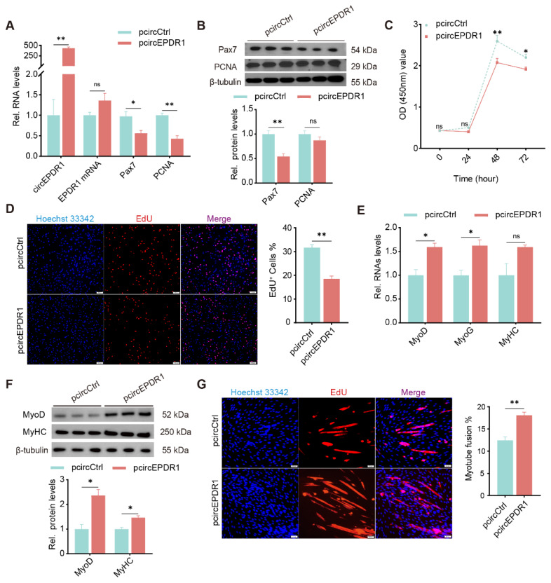 CircEPDR1 regulates proliferation and differentiation of goat skeletal muscle satellite cells through miR-345-3p/Akirin1 axis.