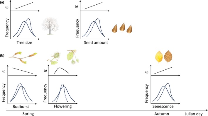 Low but significant evolutionary potential for growth, phenology and reproduction traits in European beech.