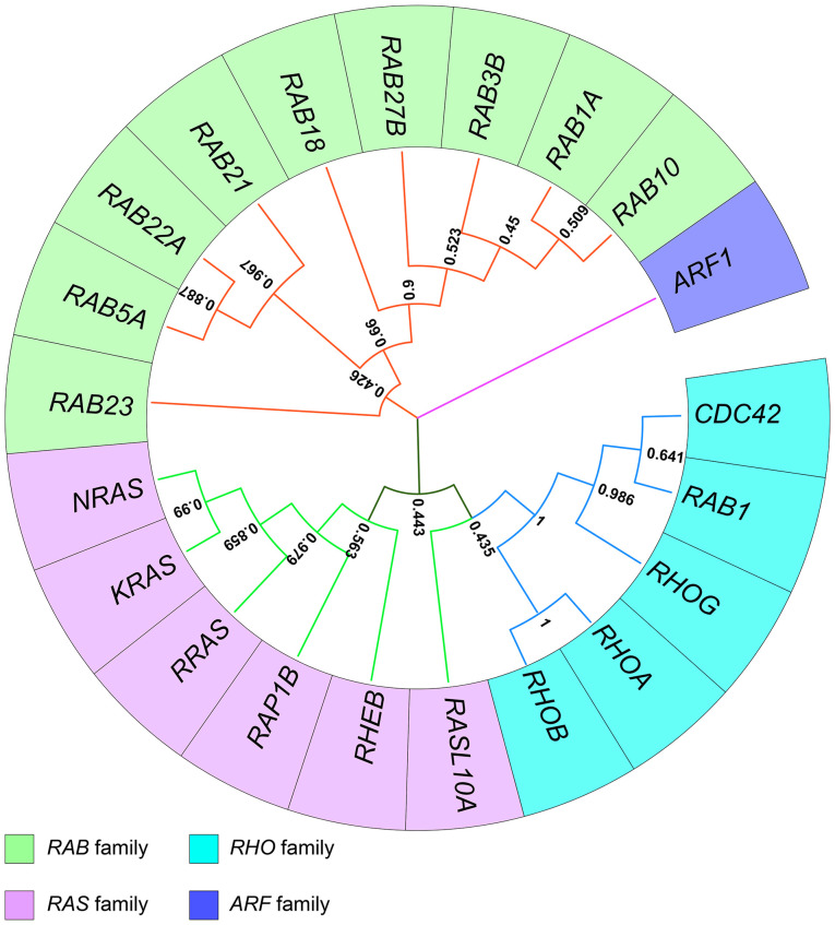 The role of abnormal epigenetic regulation of small GTPases in glioma (Review).
