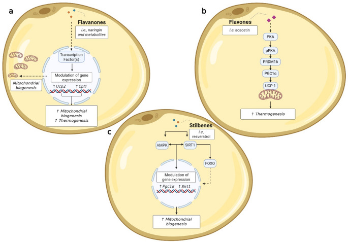 Effect of (Poly)phenols on Lipid and Glucose Metabolisms in 3T3-L1 Adipocytes: an Integrated Analysis of Mechanistic Approaches.