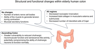 The human colon: Evidence for degenerative changes during aging and the physiological consequences.