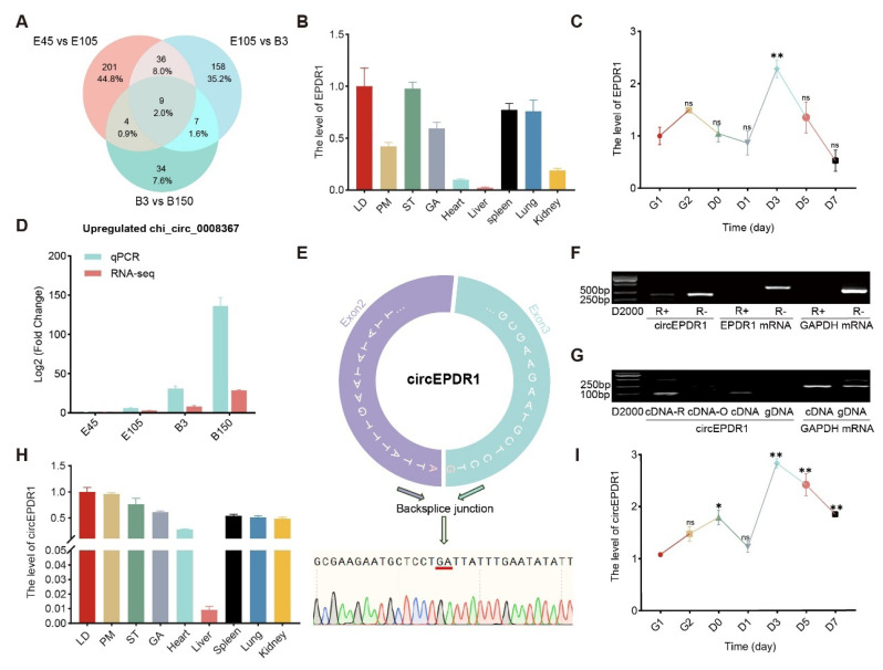 CircEPDR1 regulates proliferation and differentiation of goat skeletal muscle satellite cells through miR-345-3p/Akirin1 axis.