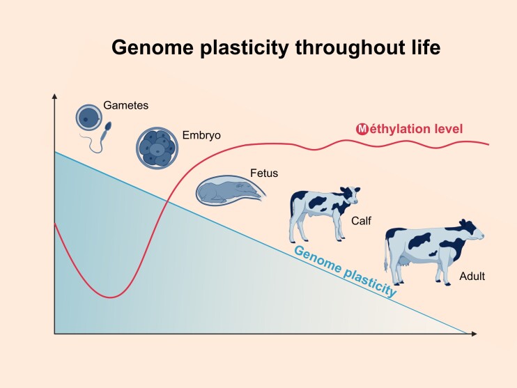The effects of breeding young bulls and cows <i>in vitro</i>.