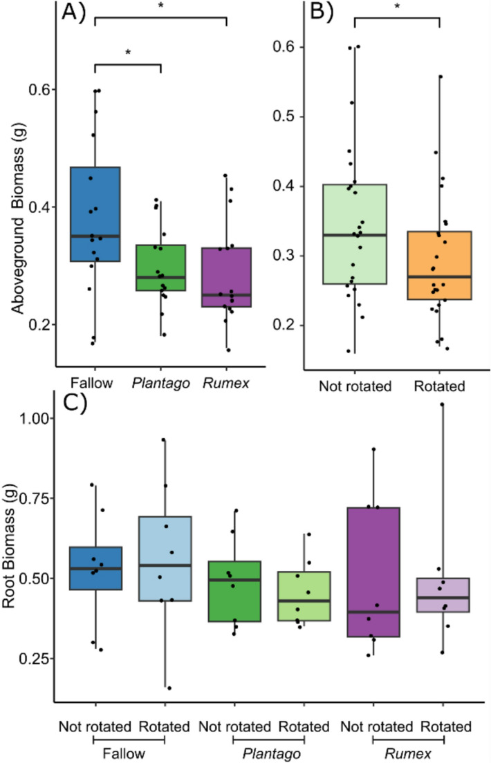 The influence of mycorrhizal hyphal connections and neighbouring plants on Plantago lanceolata physiology and nutrient uptake.