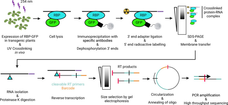 The compendium of Arabidopsis thaliana GLYCINE-RICH RNA-BINDING PROTEIN 8 in vivo targets determined by iCLIP.