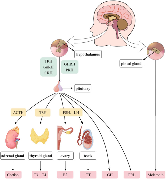 Sleep disorders impact hormonal regulation: unravelling the relationship among sleep disorders, hormones and metabolic diseases.