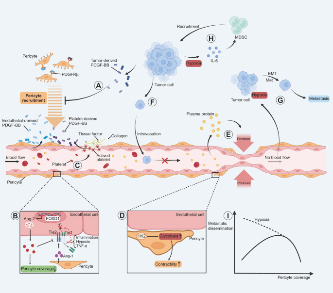Pericytes in hematogenous metastasis: mechanistic insights and therapeutic approaches.