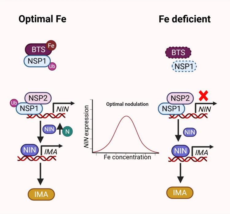 BRUTUS at the crossroad of iron uptake and nodulation.